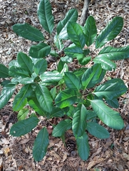 Schefflera