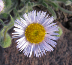 Erigeron pumilus