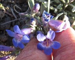 Penstemon pumilus