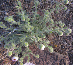 Erigeron pumilus