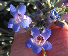 Penstemon pumilus