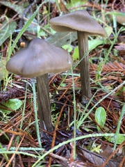 Entoloma vernum