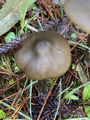 Entoloma vernum