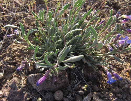 Image of Penstemon pumilus by (c) Wendy McCrady, some rights reserved (CC BY)