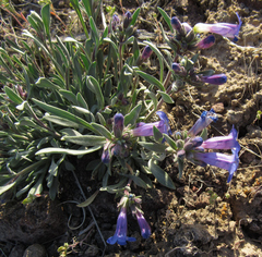 Penstemon pumilus