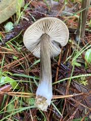 Entoloma vernum