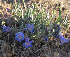 Penstemon pumilus