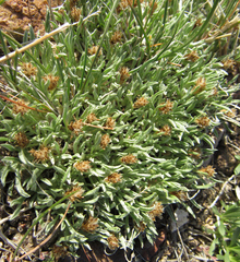Antennaria dimorpha