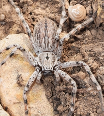 Eusparassus levantinus