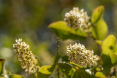 Escallonia pulverulenta