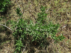 Elaeodendron transvaalense