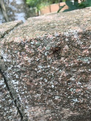 Asthenoctenus borellii