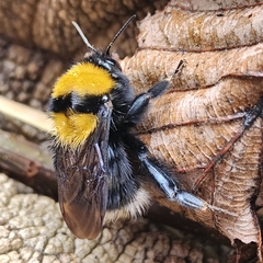 Bombus hortulanus