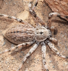 Eusparassus levantinus