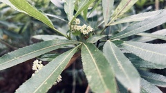 Platylophus trifoliatus