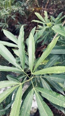 Platylophus trifoliatus