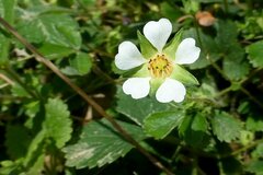 Potentilla sterilis