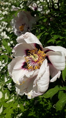 Paeonia × suffruticosa