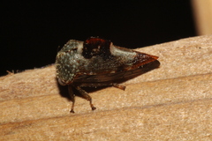 Telamona decorata