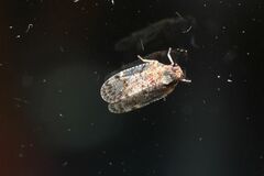 Cixius pini