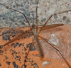 Tipula subcunctans