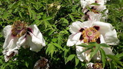 Paeonia × suffruticosa