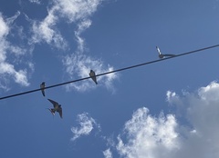 Hirundo rustica rustica