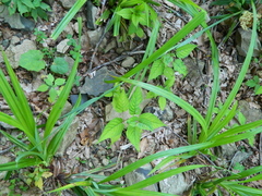 Carex pendula