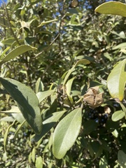 Lagunaria