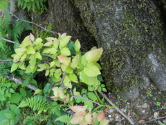 Fagus orientalis