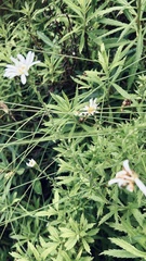 Osmitopsis osmitoides