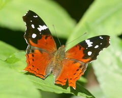 Hypanartia trimaculata