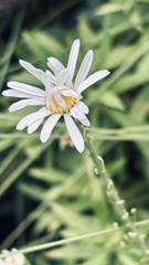 Osmitopsis osmitoides