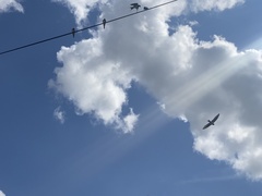 Hirundo rustica rustica