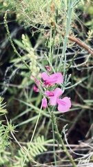 Indigofera filifolia