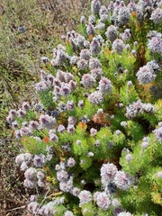Serruria brownii