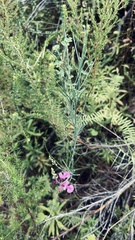 Indigofera filifolia