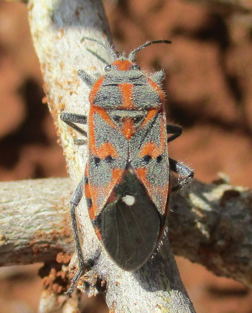 Graptostethus izzardi