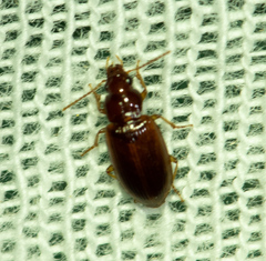 Stenolophini