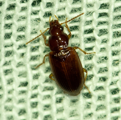 Stenolophini