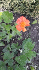 Geum quellyon