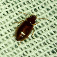 Stenolophini