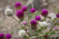 Gomphrena globosa