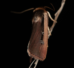 Ochropleura leucogaster