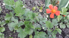 Geum quellyon