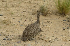 Eudromia elegans