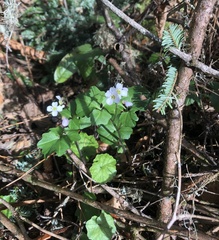 Cardamine californica