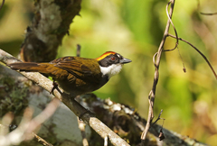 Arremon brunneinucha