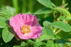 Rosa glabrifolia