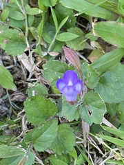 Torenia